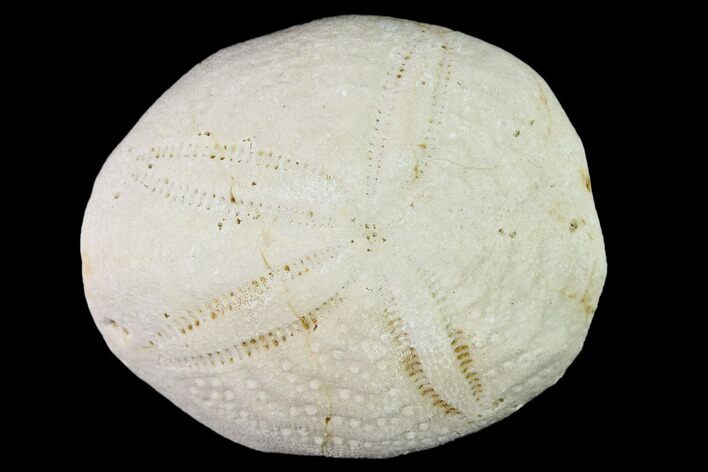 Fossil Sea Urchin (Eupatagus) - Florida #136068